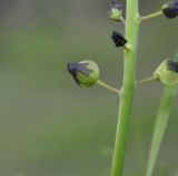 Muscari pulchellum