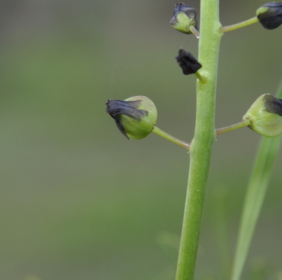 Image of Muscari pulchellum specimen.