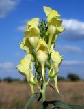 Linaria vulgaris. Соцветие. Ростовская обл., дельта Дона, Азовский р-н, окр. хутора Курган, остепнённый песчаный луг. 19.08.2013.