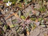 Holosteum umbellatum. Цветущее растение. Украина, г. Запорожье, пос Солнечный, балка. 14.03.2014.