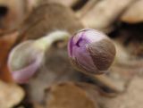 Hepatica nobilis. Бутон. Беларусь, г. Гродно, лесомассив Пышки. 22.03.2014.