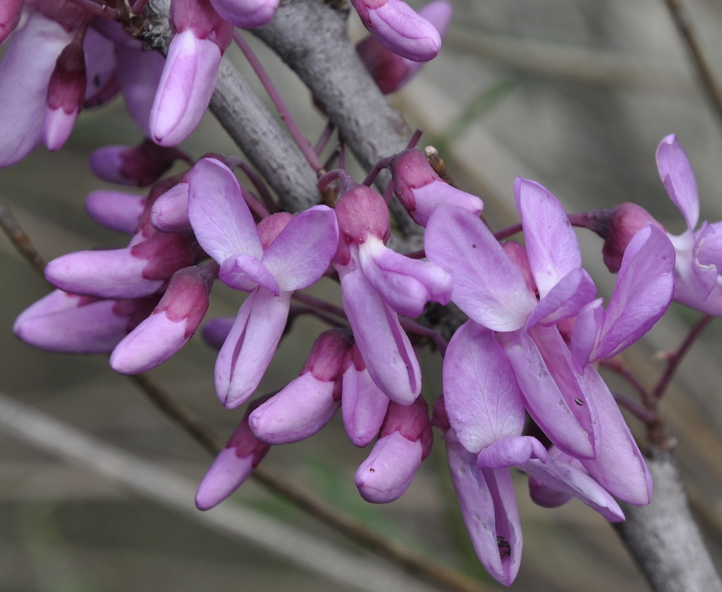 Image of Cercis siliquastrum specimen.