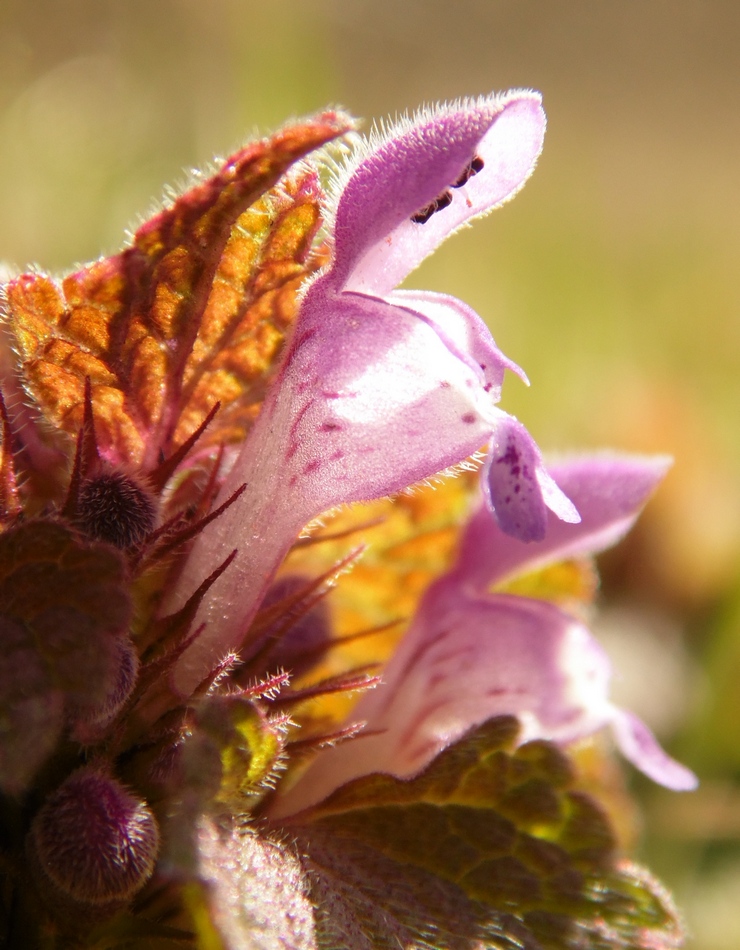 Изображение особи Lamium purpureum.