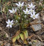 Ornithogalum montanum. Цветущее растение. Греция, Халкидики.