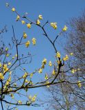 Corylopsis veitchiana