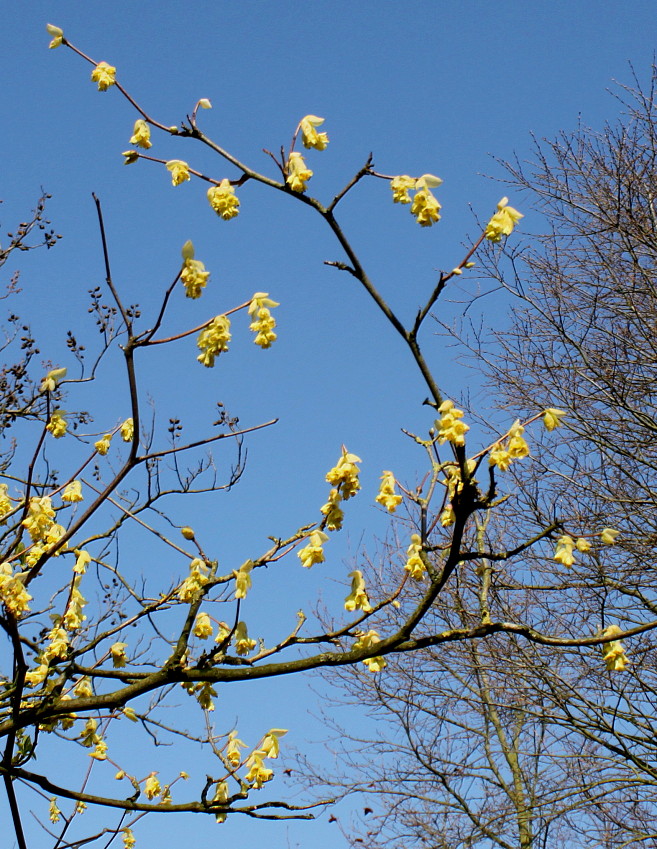 Image of Corylopsis veitchiana specimen.