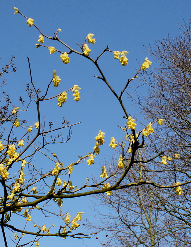 Изображение особи Corylopsis veitchiana.