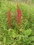 genus Rumex. Плодоносящее растение на приморском лугу. Хабаровский край, Ванинский р-н, бухта Сизиман. 10.08.2013.