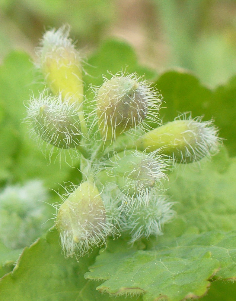 Изображение особи Chelidonium majus.