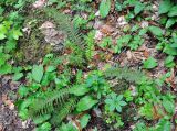 Polystichum aculeatum. Вегетирующее растение. Краснодарский край, долина р. Мезмай. 02.05.2014.