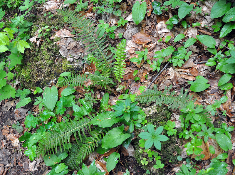 Изображение особи Polystichum aculeatum.