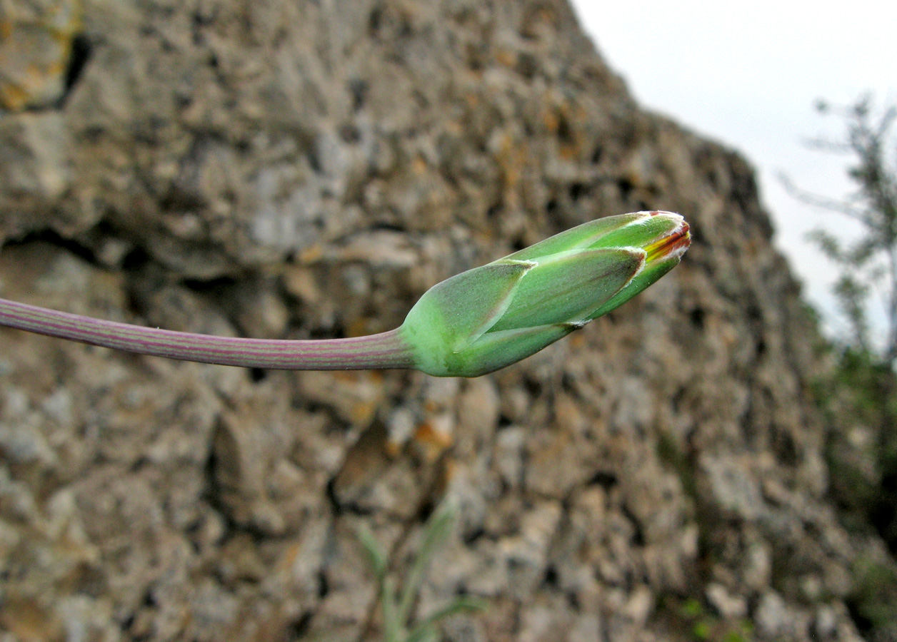 Image of Scorzonera crispa specimen.