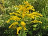 Solidago altissima. Верхушка цветущего растения. США, Мериленд, Роквилл, обочина дороги. Сентябрь 2007 г.