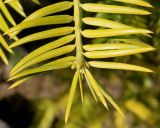 Torreya nucifera