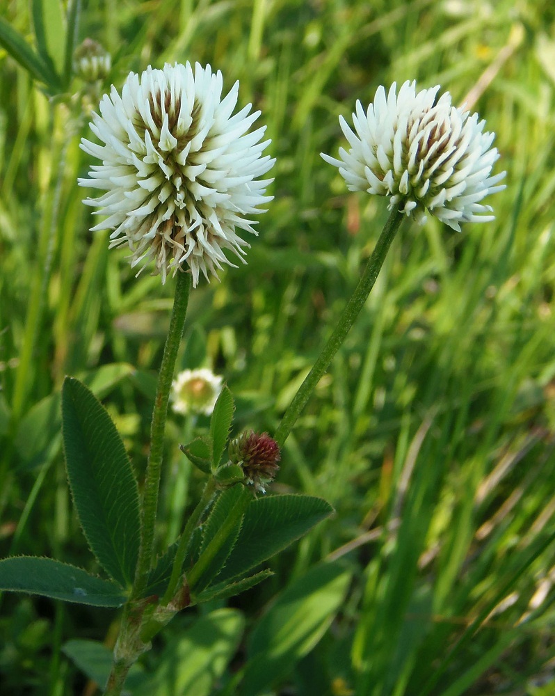 Image of Trifolium montanum specimen.