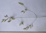 Festuca sclerophylla