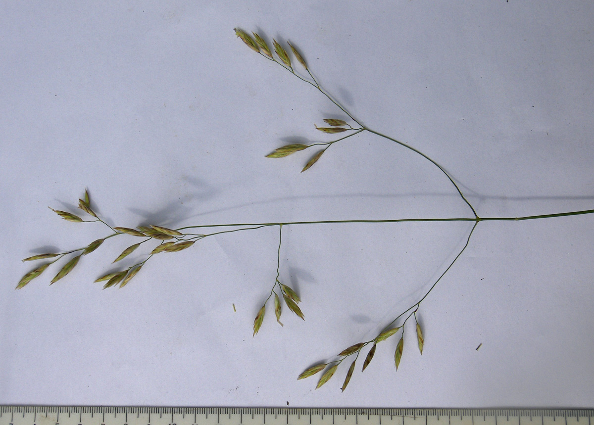 Image of Festuca sclerophylla specimen.