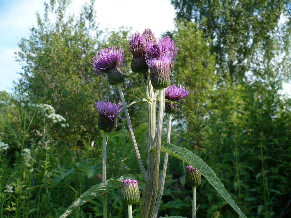Image of Cirsium helenioides specimen.