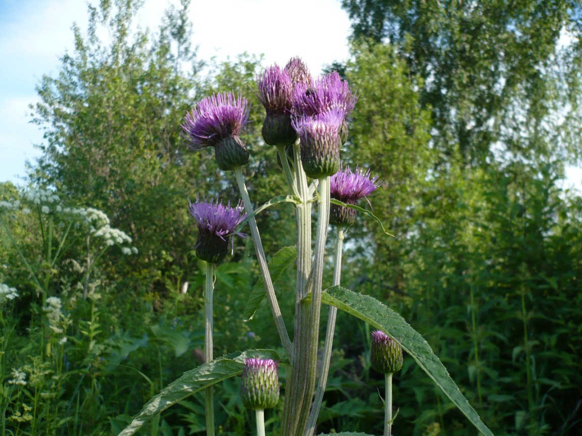 Изображение особи Cirsium helenioides.