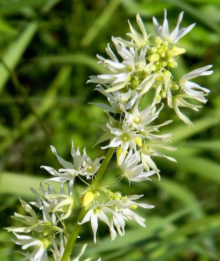 Изображение особи Echinocystis lobata.