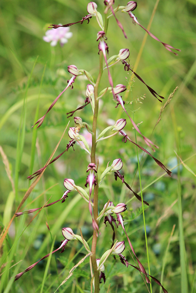 Изображение особи Himantoglossum caprinum.