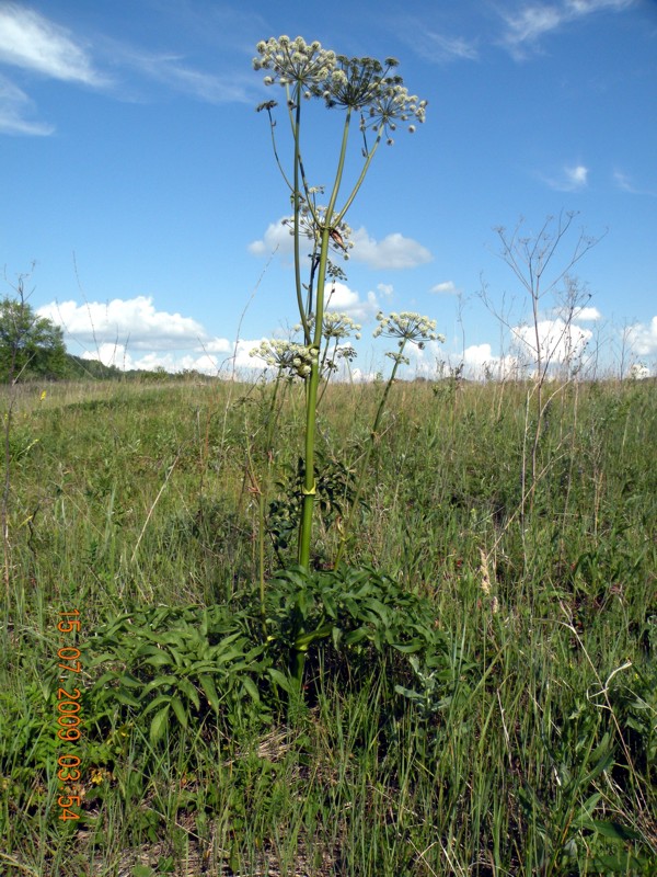 Изображение особи Archangelica officinalis.