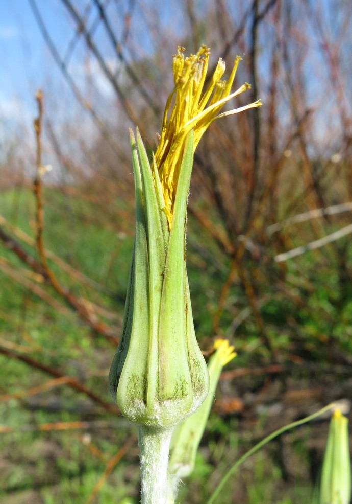 Image of Tragopogon ruthenicus specimen.