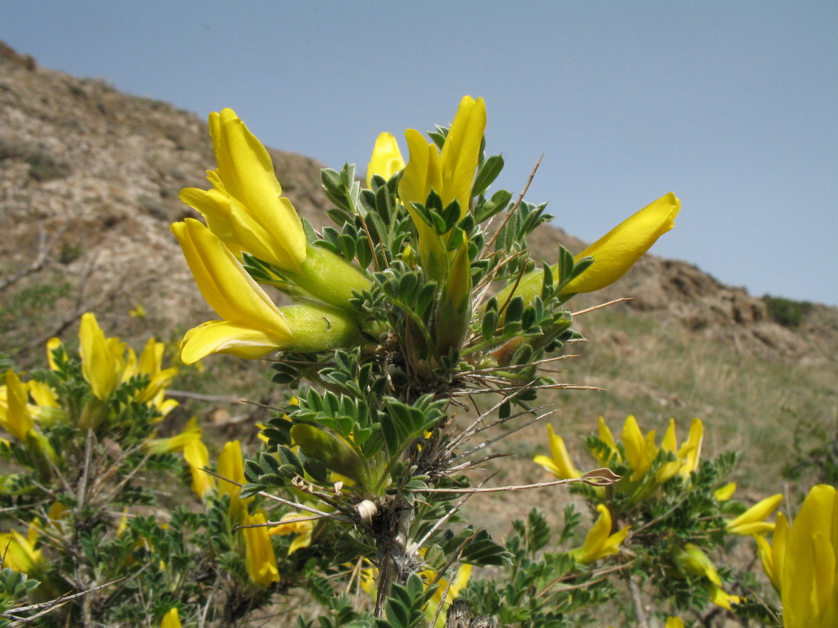 Изображение особи Caragana pleiophylla.