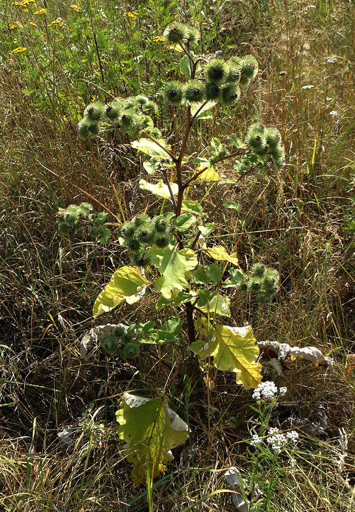 Изображение особи Arctium lappa.