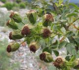 Rosa biebersteiniana