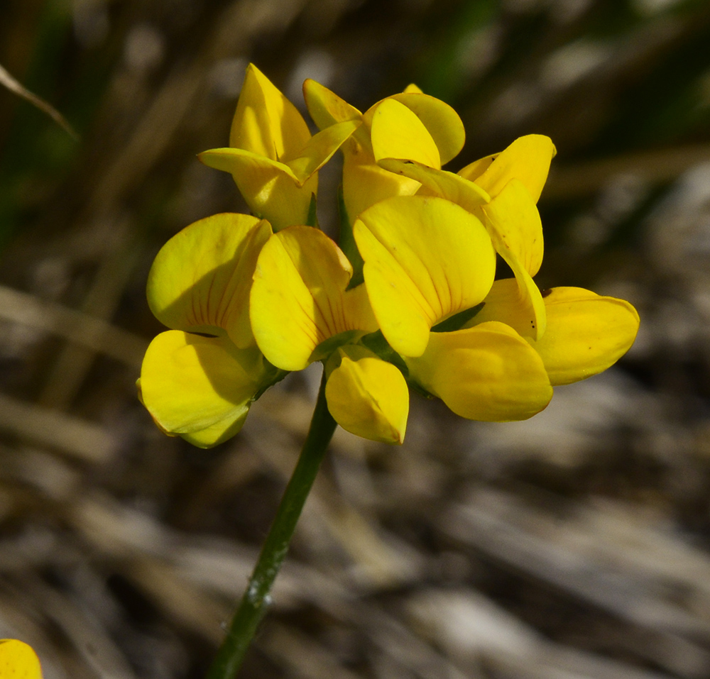 Image of Lotus corniculatus specimen.