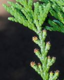 Thuja koraiensis. Веточка с микростробилами. Германия, г. Дюссельдорф, Ботанический сад университета. 03.07.2014.