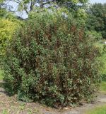 Cistus laurifolius