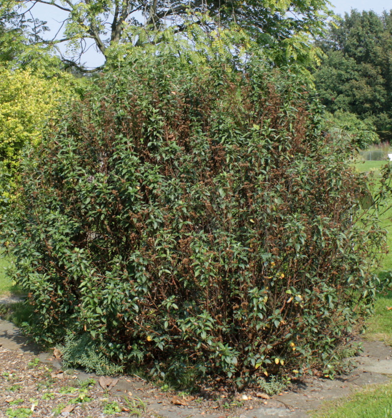 Image of Cistus laurifolius specimen.