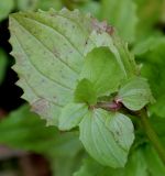 Mimulus guttatus