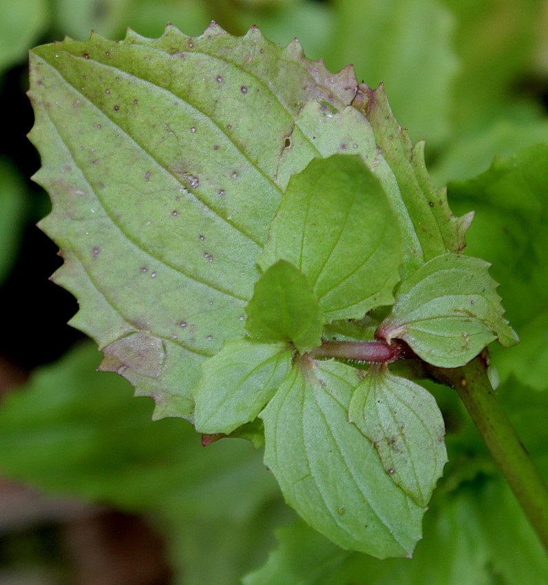 Image of Mimulus guttatus specimen.