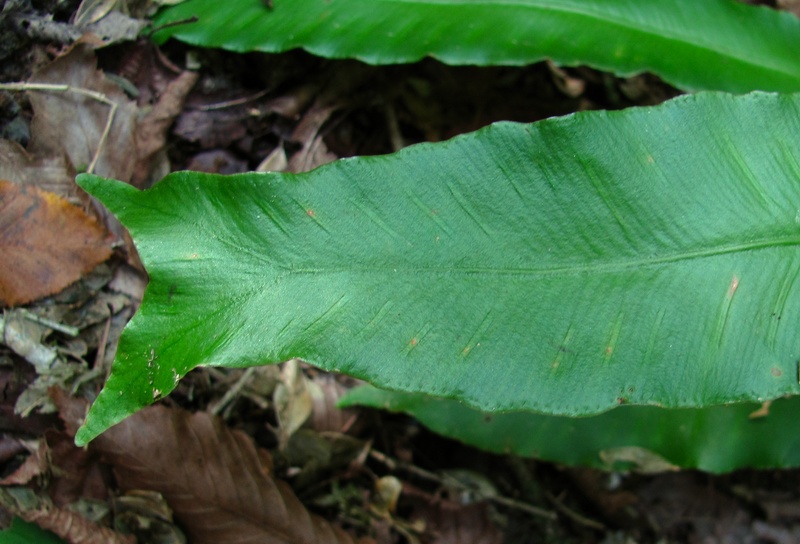 Изображение особи Phyllitis scolopendrium.