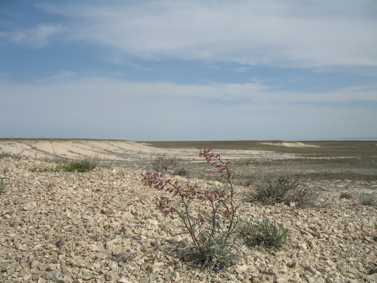 Image of Matthiola tatarica specimen.