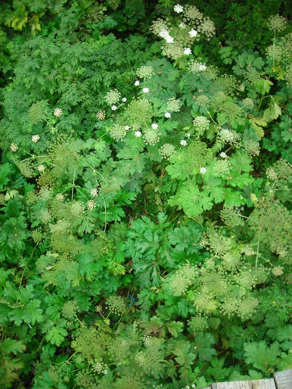 Image of Heracleum sosnowskyi specimen.