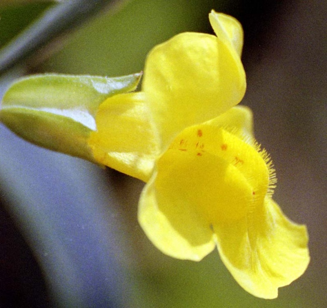 Image of Mimulus guttatus specimen.