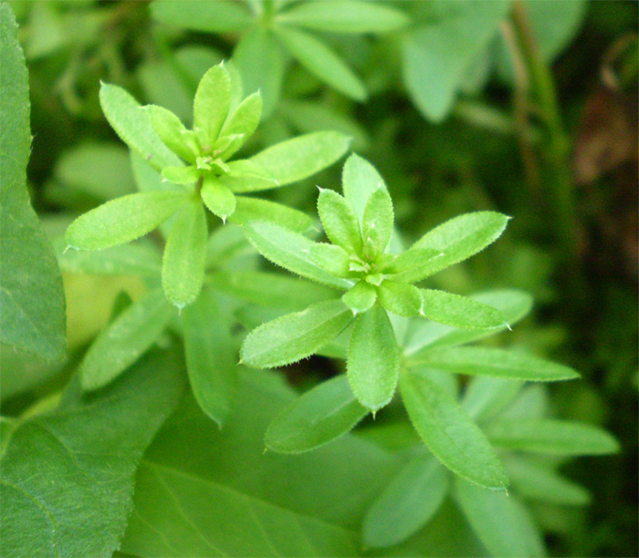 Изображение особи Galium mollugo.