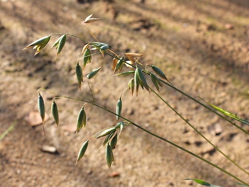 Image of Avena sativa specimen.