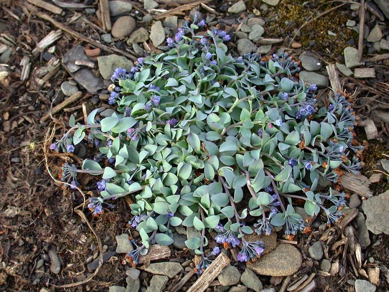 Изображение особи Mertensia maritima.