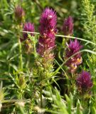 Melampyrum arvense