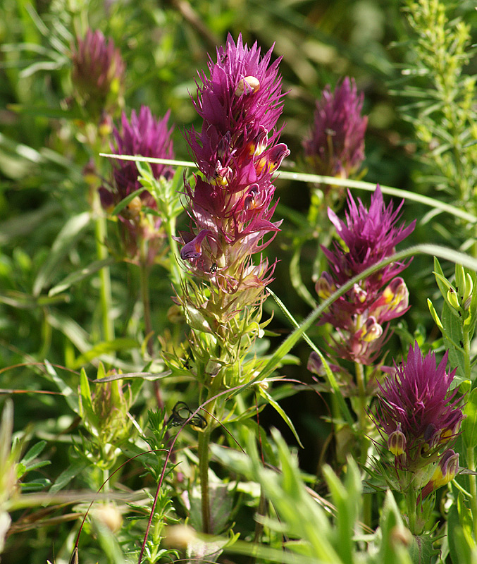 Image of Melampyrum arvense specimen.