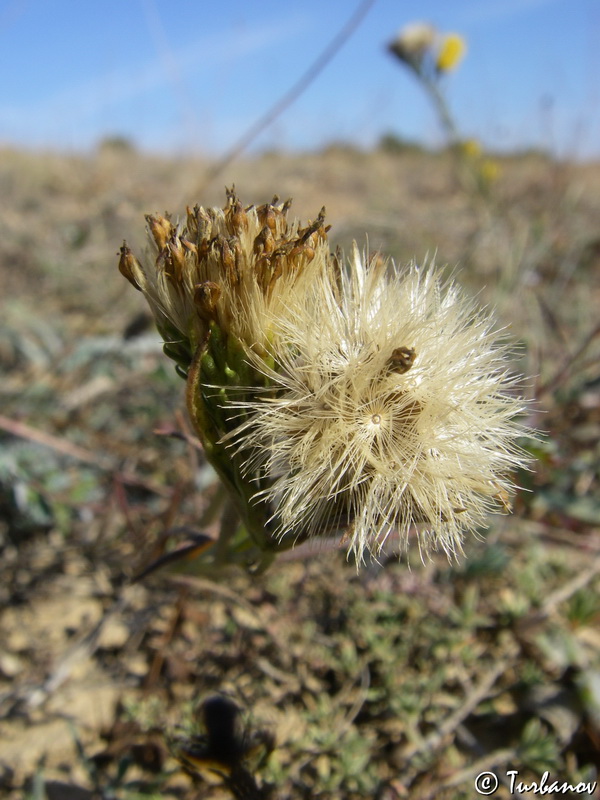 Image of Galatella linosyris specimen.