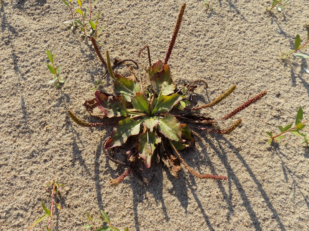 Изображение особи Plantago uliginosa.