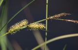 Carex rostrata. Часть соцветия (два пестичных и тычиночный колоски). Мурманская обл., Кольский р-н, пос. Мурмаши, руч. Кротовый, у берега. 09.07.2015.