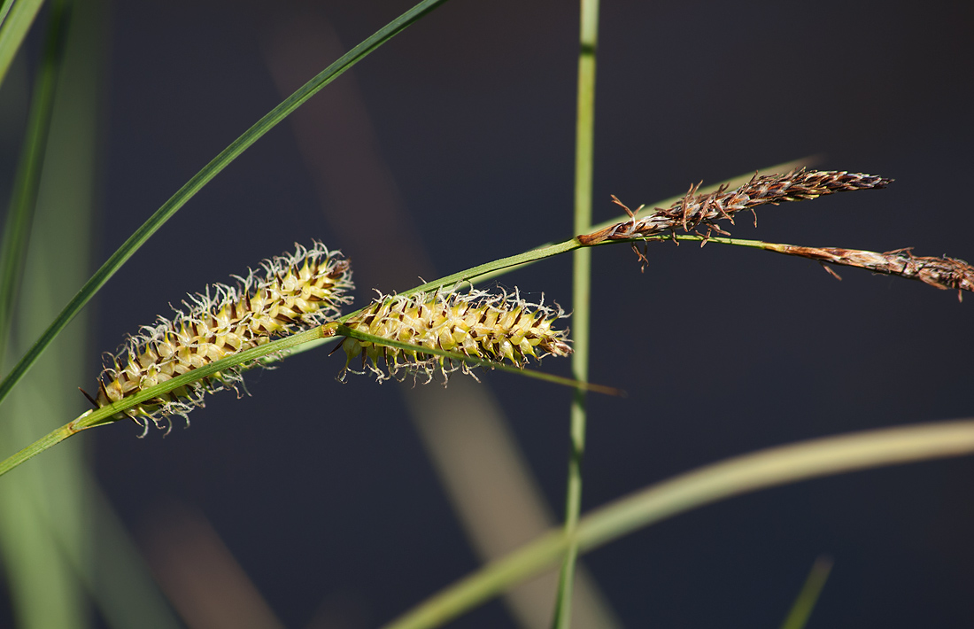 Изображение особи Carex rostrata.