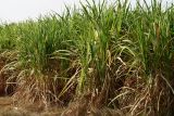 Saccharum officinarum